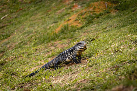 Black and white tegu lizard (Salvator merianae) walking on grass in SÃ£o Paulo, Brazilの写真素材