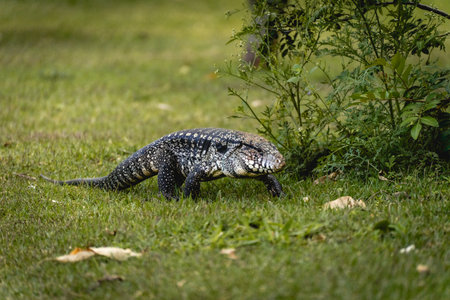 Argentine black and white tegu lizard (Salvator merianae) walking on grass in SÃ£o Paulo, Brazilの写真素材