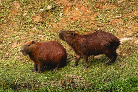 Capybaras in a national park in the north part of Sao Paulo, Brazil.