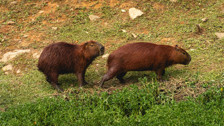 Capybaras in a national park in the north part of Sao Paulo, Brazil.の写真素材