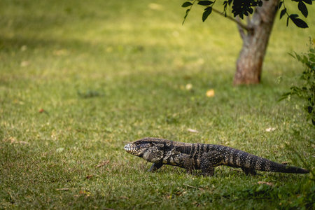 Black and white tegu lizard (Salvator merianae) walking on grass in SÃ£o Paulo, Brazilの写真素材