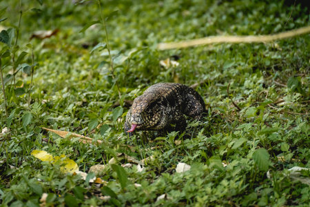 Argentine black and white tegu lizard (Salvator merianae) walking on grass in SÃ£o Paulo, Brazilの写真素材