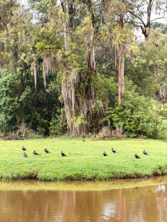 Park  Tingui on a rainy day. Curitiba PR Brazil.の写真素材