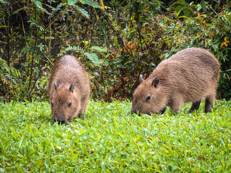 Capivara's eating grass, in the Park Tingui. Curitiba, Brazil.の写真素材