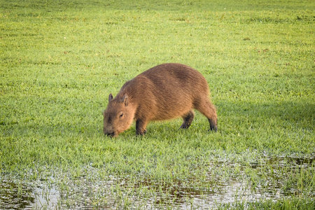Close up Capivara's at the Park Barigui Curitiba, Brazil.