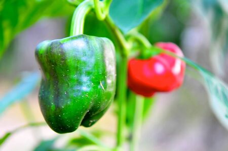 A bell pepper plant producing big juicy colorful peppers の写真素材