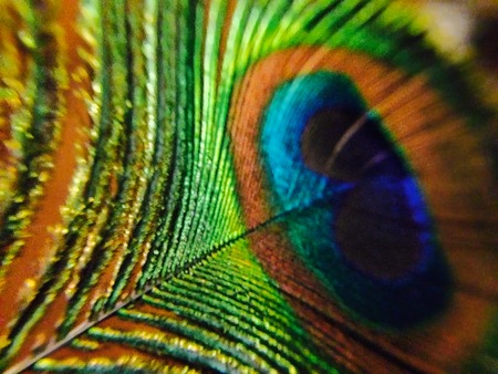 Peacock Feather の写真素材