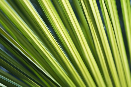 Vivid green palm frondsの写真素材