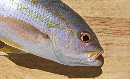 Yellowtail Snapper (Ocyurus chrysurus) on a cutting board ready to be filleted.