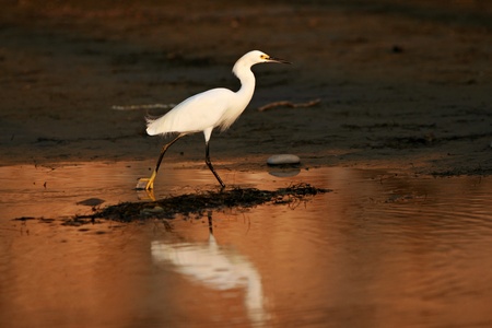 Snowy Egret (Egretta thula) hunts for prey in tidal flats at dusk.の写真素材