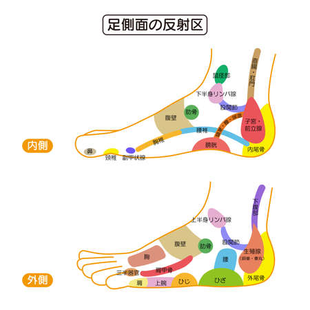 It is a colorful illustration of the reflex zone on the side of the foot.Easy-to-use vector material.のイラスト素材