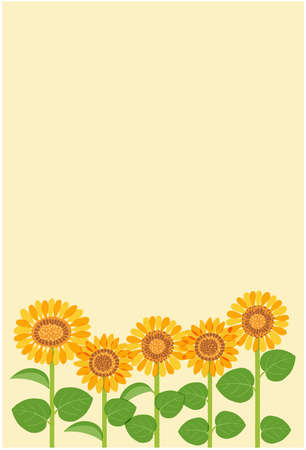 It is an illustration of sunflowers (postcard size). Vector data for easy editing.のイラスト素材