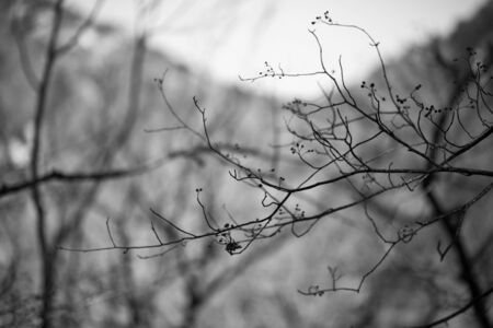 Lonely tree branchesの写真素材