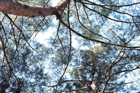 I photographed branches that cover the sky.の写真素材