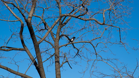 A bird sitting on a tree branchの写真素材