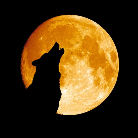 Wolf howling at the moonの写真素材