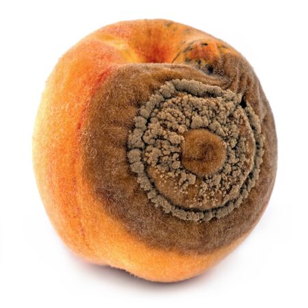 Peaches disease Monilia on peach fruit, macro detail - isolated on white の写真素材