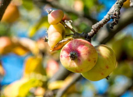 Apples on a branch Close-up of yellow red apples on a branch.の写真素材