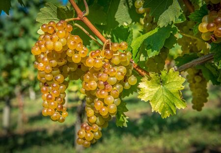 Gold Grapes on the Vine and green leavesの写真素材