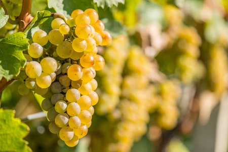Gold Riesling grapes hang from the vine and colorful leavesの写真素材