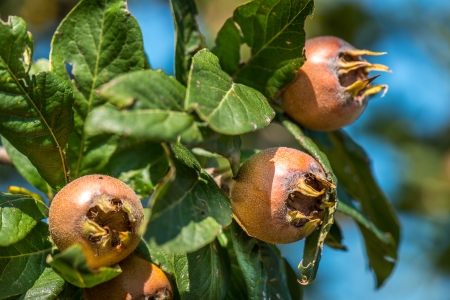Healthy Medlars in fruit tree