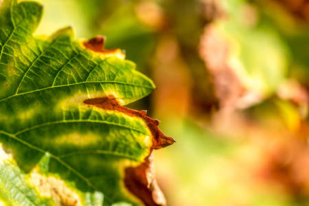Fall leaves in the Vineyardの写真素材