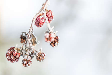Frozen Raspberries with Ice Crystals in Winter Idyllの写真素材