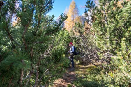 Hiker Trapped in the Heart of Nature  Hikers Trapped in the Mountain Path, Pine in the Foregroundの写真素材