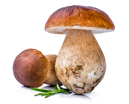 Porcini Mushroom with Rosemaryの写真素材