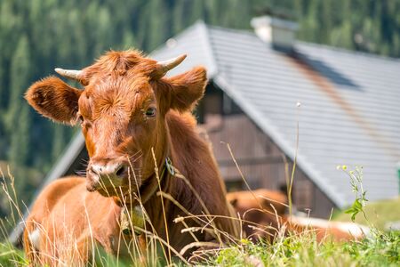 Alpine cow ruminating, and relaxing on pastureの写真素材