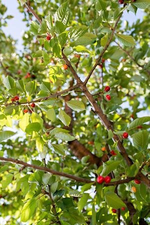 Red and ripe Cherries on a sunny day, Cherry tree