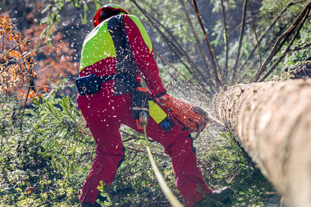 Lumberjack logger worker in protective gear cutting firewood timber tree in forest with chainsaw