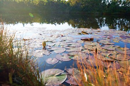 Water Lilies, wild nature panoramaの写真素材