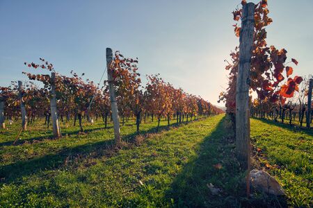 Vineyard in the countryside at sunset