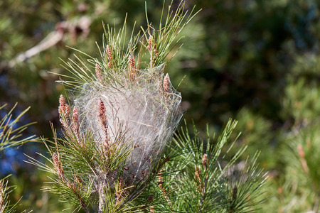 Thaumetopoea pityocampa - nest of a pine processionary moth with caterpillars on a pine branch.