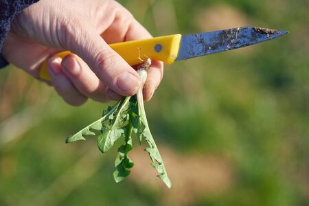 Harvesting wild dandelion greens is a beloved springtime ritualの写真素材