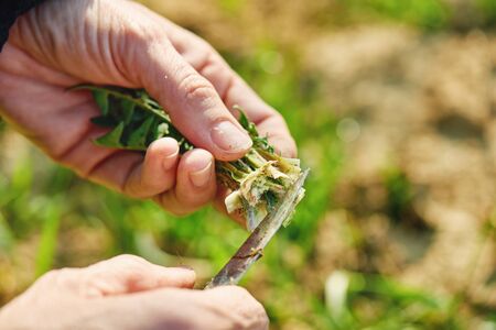 Harvesting dandelion greens