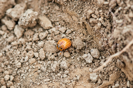 Colorado beetle eats a potato leaves young. Pests destroy a crop in the field. Parasites in wildlife and agriculture.の写真素材