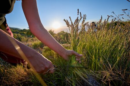 Lavender HarvestÂ  Hand harvesting blooming flowers of Lavenderの写真素材
