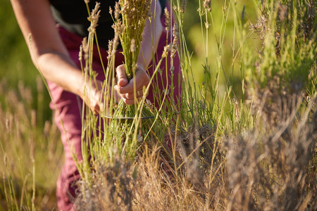 Lavender HarvestÂ  Hand harvesting blooming flowers of Lavender