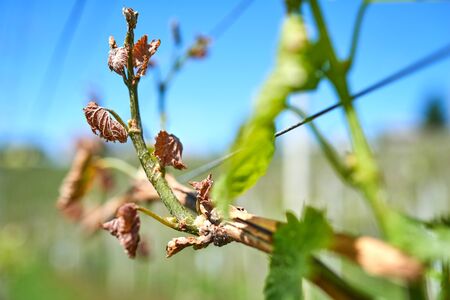 Spring frost damage in vineyard. Grapes frost damage. Frost Grape by slight frost winter injury.の写真素材