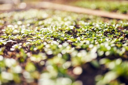 Vegetable Garden with Lambâs Lettuce Salatの写真素材