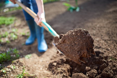 Work in a garden - Digging Spring Soil With Spading fork. Close up of digging spring soil with blue shovel preparing it for new sowing season.の写真素材