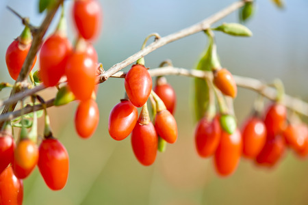 Goji berry Twig filled with fresh goji berriesの写真素材