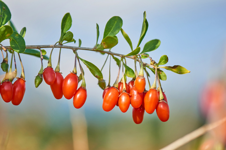 Goji berry Twig filled with fresh goji berriesの写真素材