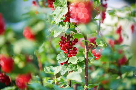 Freshly natural red currant growing on a branchの写真素材
