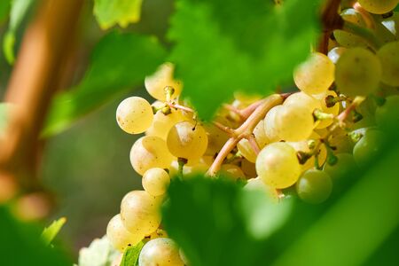 Sun setting on White grapes - close up of a bunch of grapes, background.の写真素材