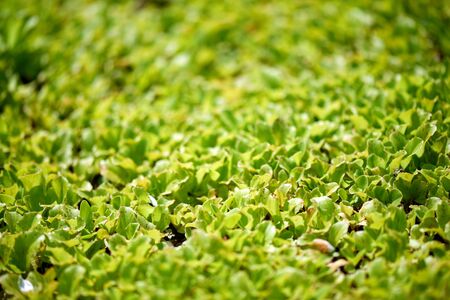 Aerial view of a green lettuce headの写真素材