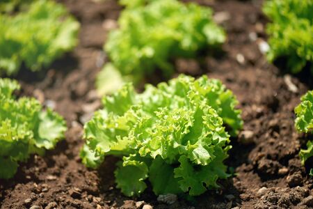 Aerial view of a green lettuce headの写真素材