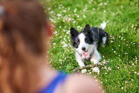 Beautiful Border Collie puppy during obedience training outdoorsの写真素材